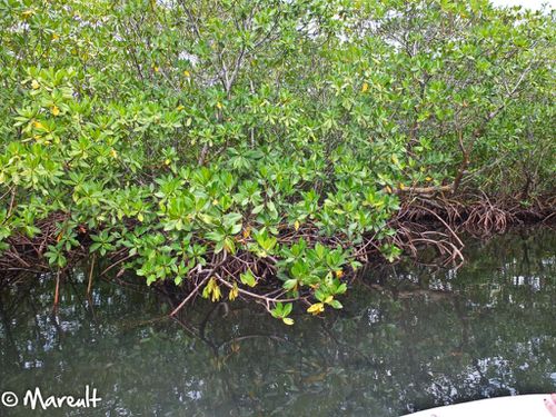 Mangrove--15-.jpg