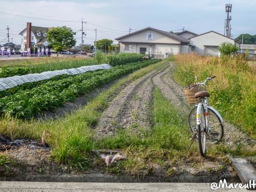 Tsukuba - campagne