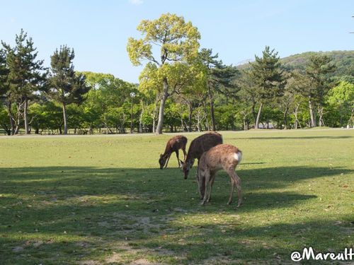 Nara - parc (23)