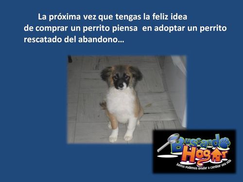 PERRO-MESTIZO-.jpg