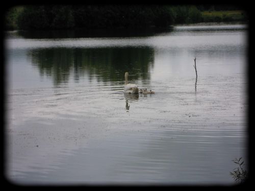 DSCN3871