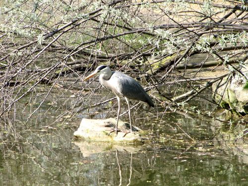 heron-cendre-110417-C-Buttes-Chaumont-009--1-.JPG