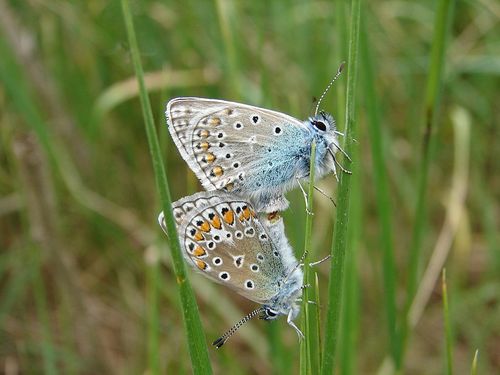 T538 Papillons 06.05.20 (15)