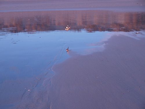 plage oiseaux geles