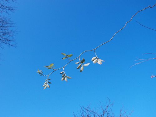variation branche