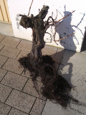 Rempotage de mon bonsai vigne CIMG0198