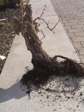 Rempotage de mon bonsai vigne CIMG0201