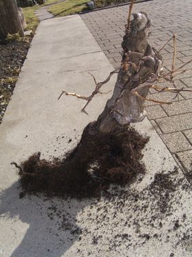 Rempotage de mon bonsai vigne CIMG0202