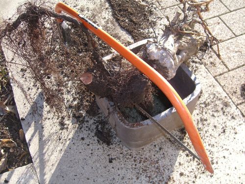 Rempotage de mon bonsai vigne CIMG0203