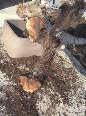 Rempotage de mon bonsai vigne CIMG0205