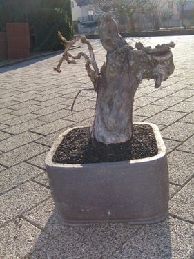 Rempotage de mon bonsai vigne CIMG0214