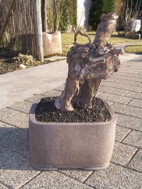 Rempotage de mon bonsai vigne CIMG0218