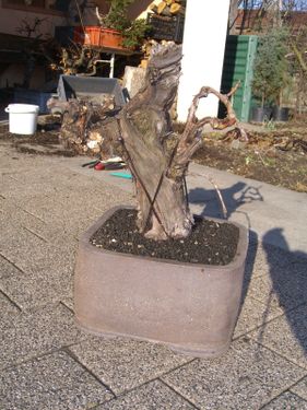 Rempotage de mon bonsai vigne CIMG0219