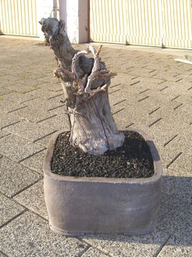 Rempotage de mon bonsai vigne CIMG0220
