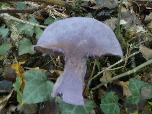 Champignon-violet.jpg