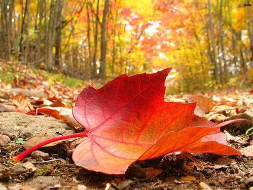 automne feuilles-jpg