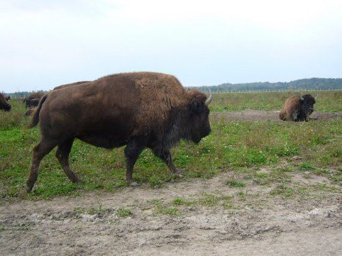 bison1.jpg