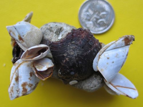 3204hom3---Pumice-raft---GVP-Home-Reef.jpg