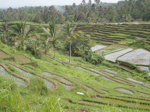 Rizières de Jatiluwih, Bali, Indonésie (21)