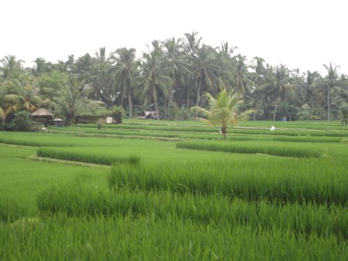Ubud, rizière, Bali, Indonésie 144 (11)