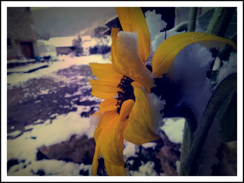 tournesol-sous-la-neige3.jpg