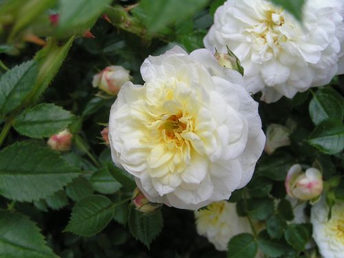 rosier-petites-roses-blanches-12-5-12-4-0-.JPG