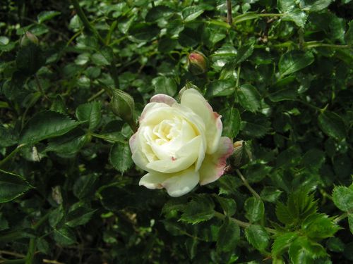 rosier-petites-roses-blanches-12-5-12-6-0-.JPG