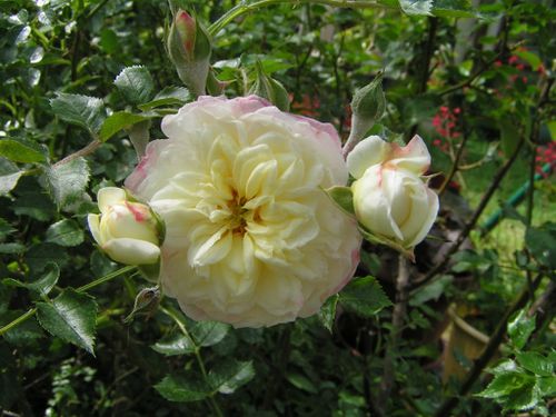 rosier-petites-roses-blanches-12-5-12-7-0-.JPG
