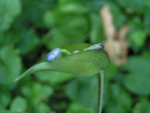 Orchidee-bleue-20-6-12-1.JPG