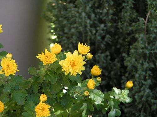 Chrysantheme-jaune-21-11-12-2.JPG