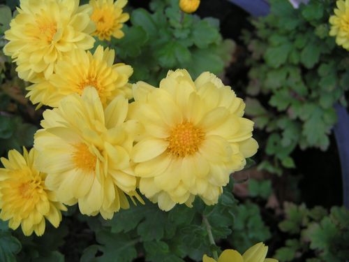 Chrysanthemes-jaunes-14-11-12-1.JPG
