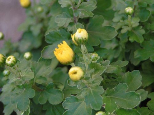 Chrysanthemes-jaunes-22-10-12-4-0-.JPG