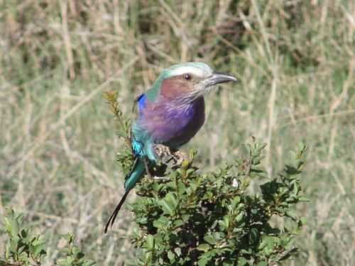Kenya 081