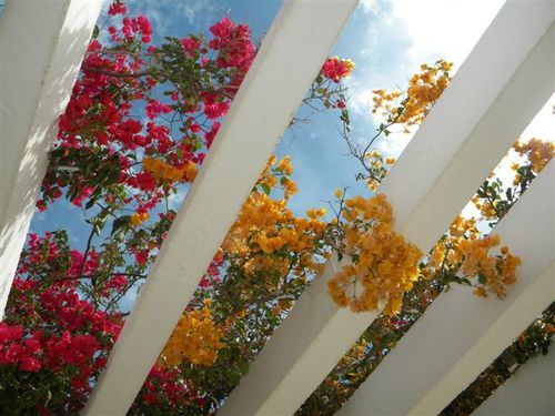 bougainvillées pourpres et jaunes