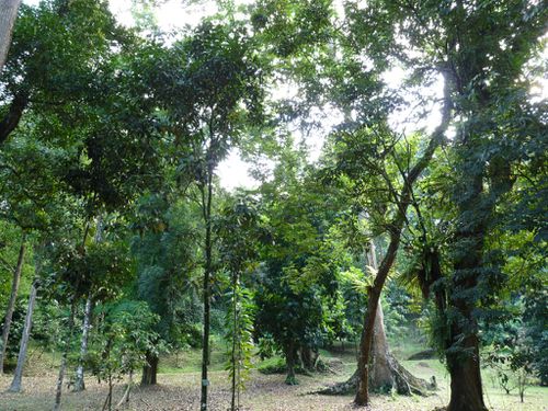 01-Bogor-jardin botanique 2