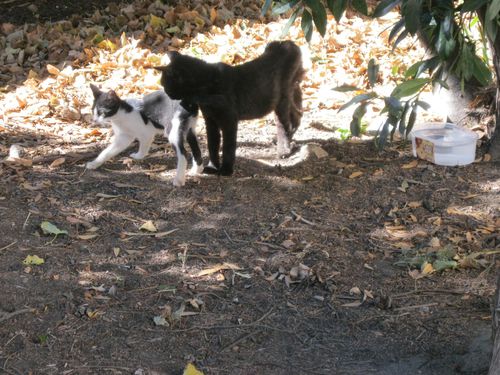 octobre-2011-2521.JPG