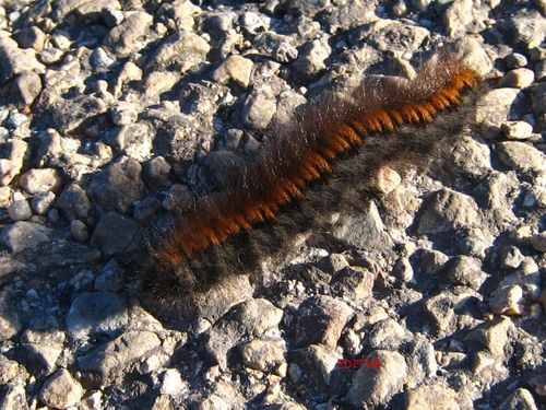 Les Pokémons et les animaux CHENILLE-MARRON