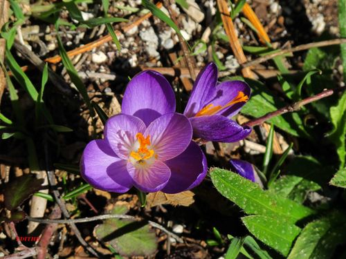 CROCUS VIOLET (5)