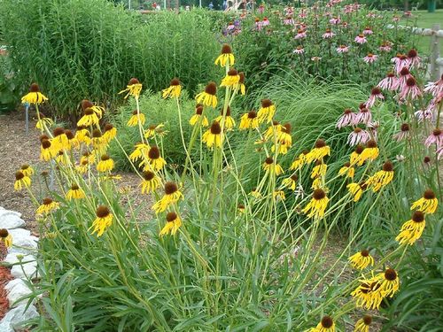 6D-9-07-Echinacea-paradoxa.jpg
