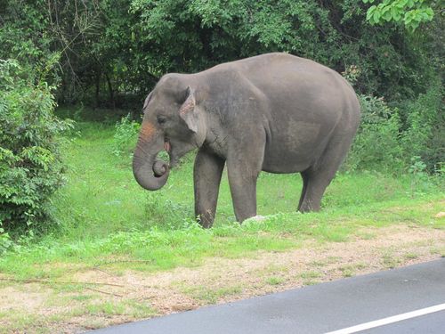 sri lanka4217