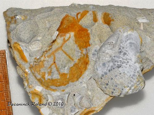 fossile myophorella elisae et moule ext albien sup stepy be