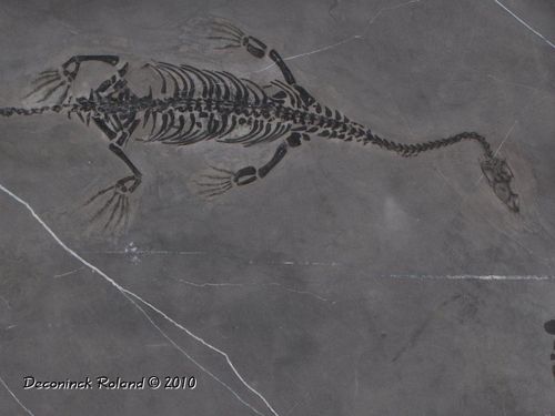 hannut Keichirosaurus chine phil