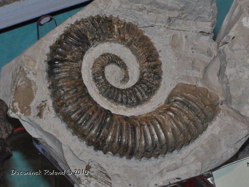 hannut aegocrioceras