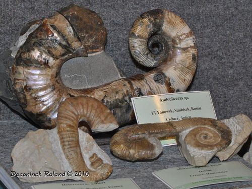 hannut audouliceras heteroceras phil