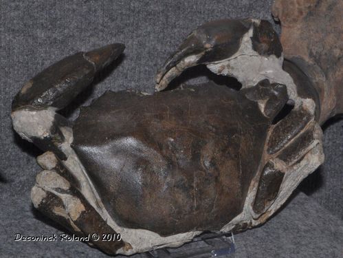 hannut crabe fossile
