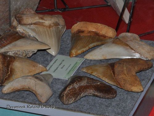 hannut dents de megalodon phil