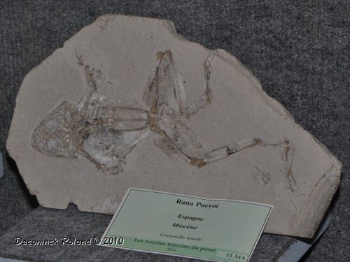 hannut grenouille fossile