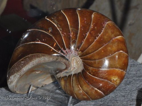 hannut nautile poli madagascar phil