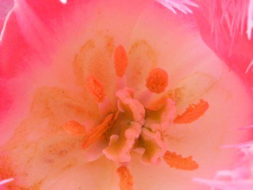 Tulipe-rose-piquante-coeur.JPG