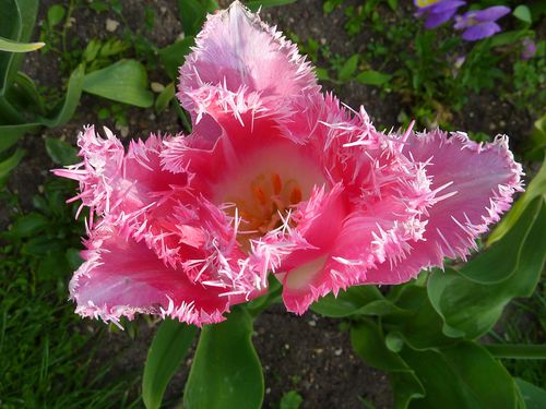 Tulipe-rose-piquante.JPG